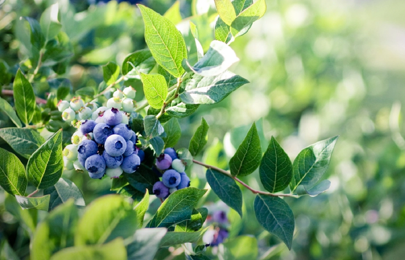 Highbush Blueberry - A Practical Guide on How to Grow Blueberries