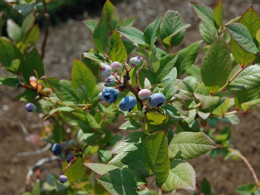 Growing blueberries in the garden