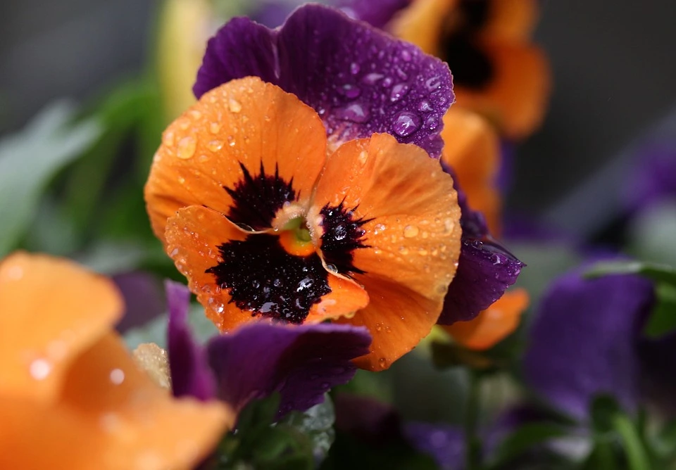 Can you propagate pansies?
