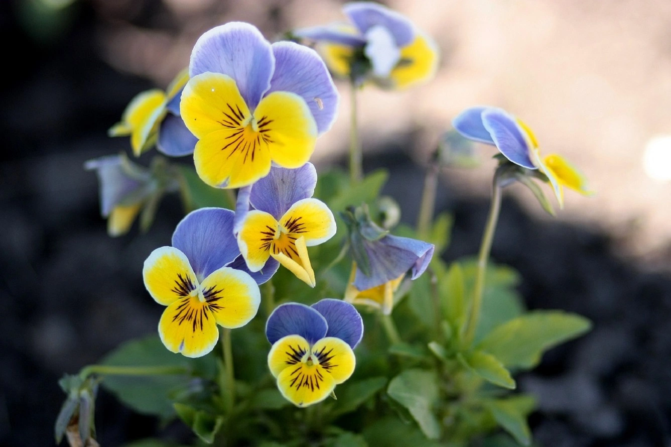 Planting Pansies - Learn How To Grow These Lovely Flowers