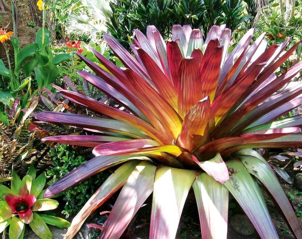 What are the common diseases of bromeliads?