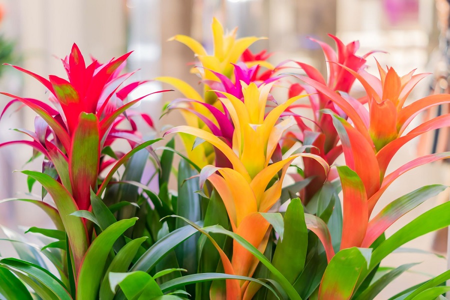 Bromeliad – what kind of plant is it?