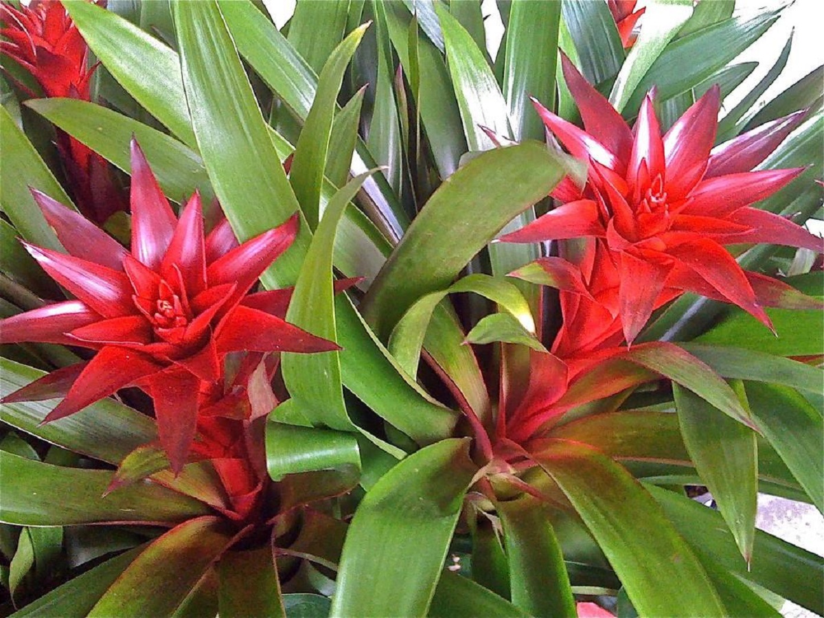 Exotic Bromeliad - Care, Types of Bromeliad and Watering Explained