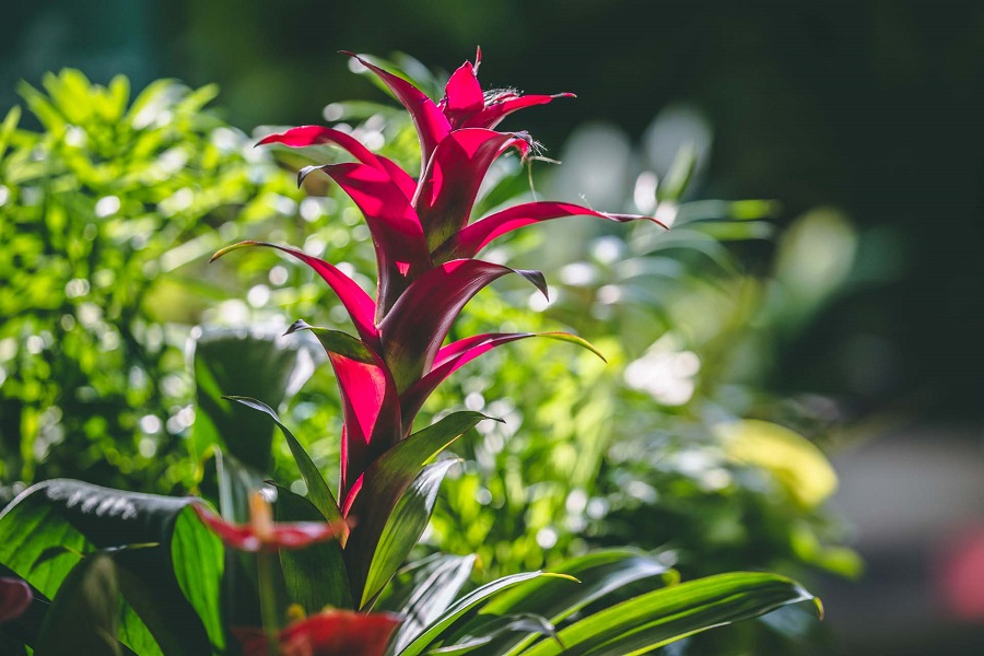 Bromeliad – care and watering