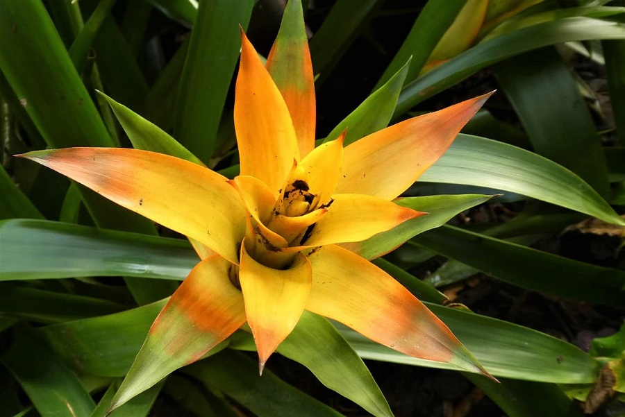 Bromeliad – pests and dangers
