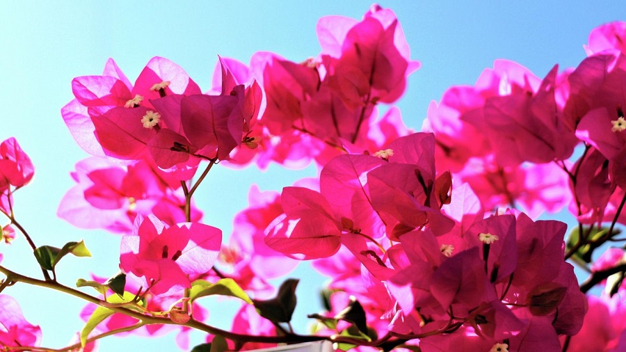 What are the varieties of bougainvillea?