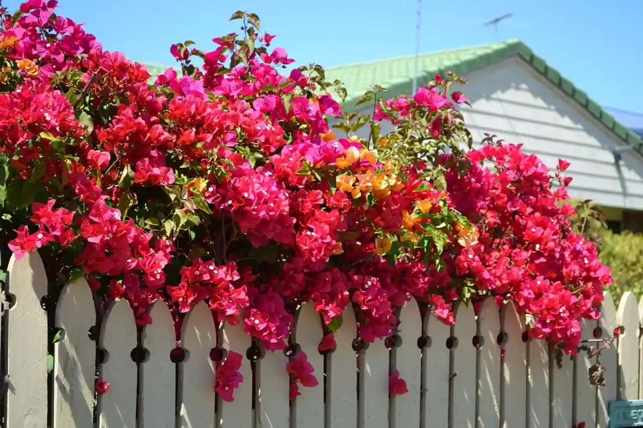 How to care for bougainvillea?