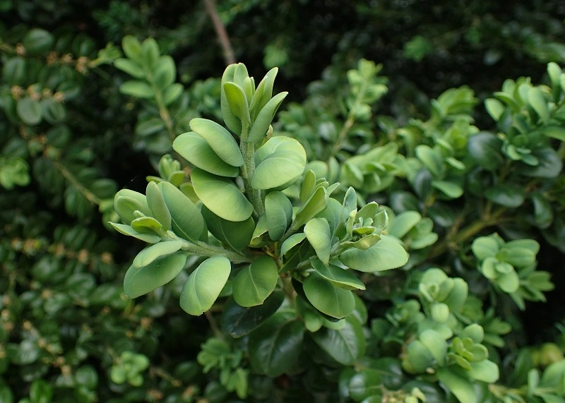 Bukszpan wieczniezielony (Buxus sempervirens)