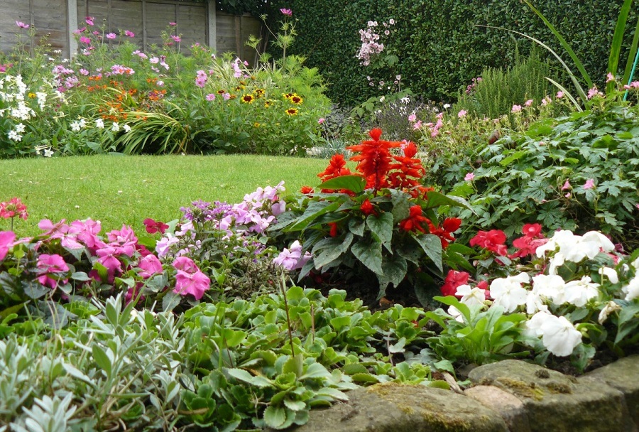 Perché dovresti piantare piante perenni nel tuo giardino?