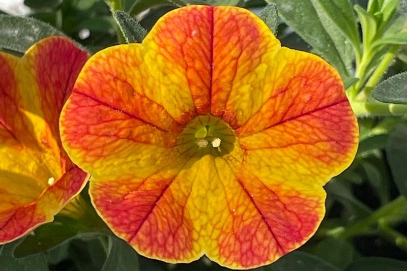 Czy kwiat calibrachoa ma różne odmiany?