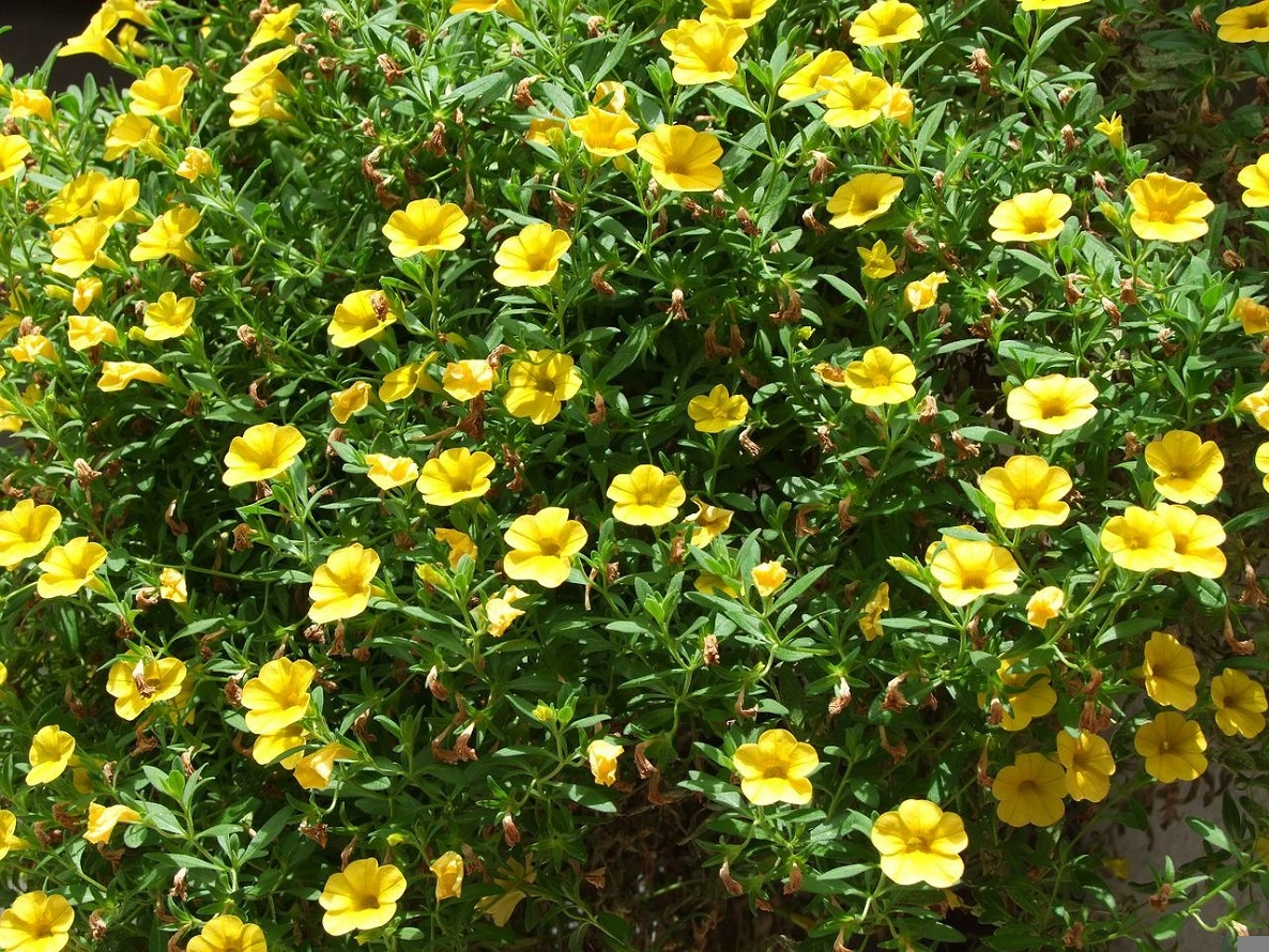 Calibrachoa, oder Zauberglöckchen - Blumen, Pflege, Probleme, Vermehrung