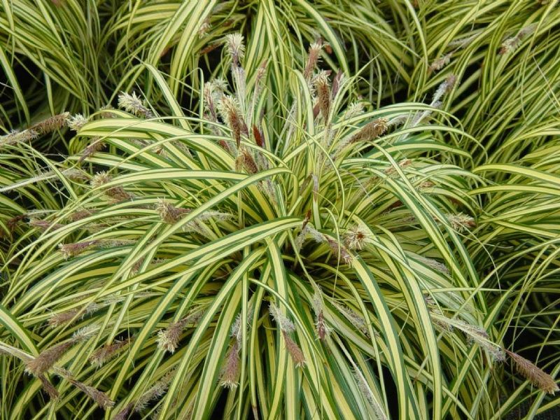 Les carex herbe (Carex)