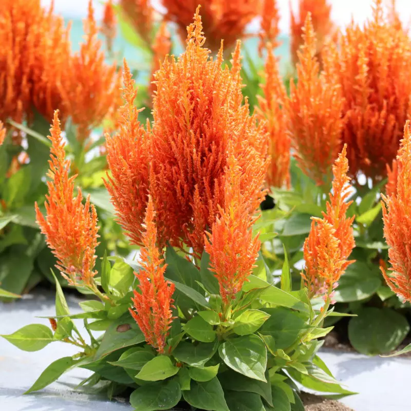 Celosia – what kind of plant is it?