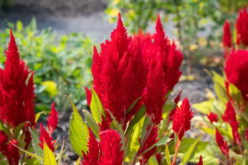 Celosia Prince of Wales feathers 