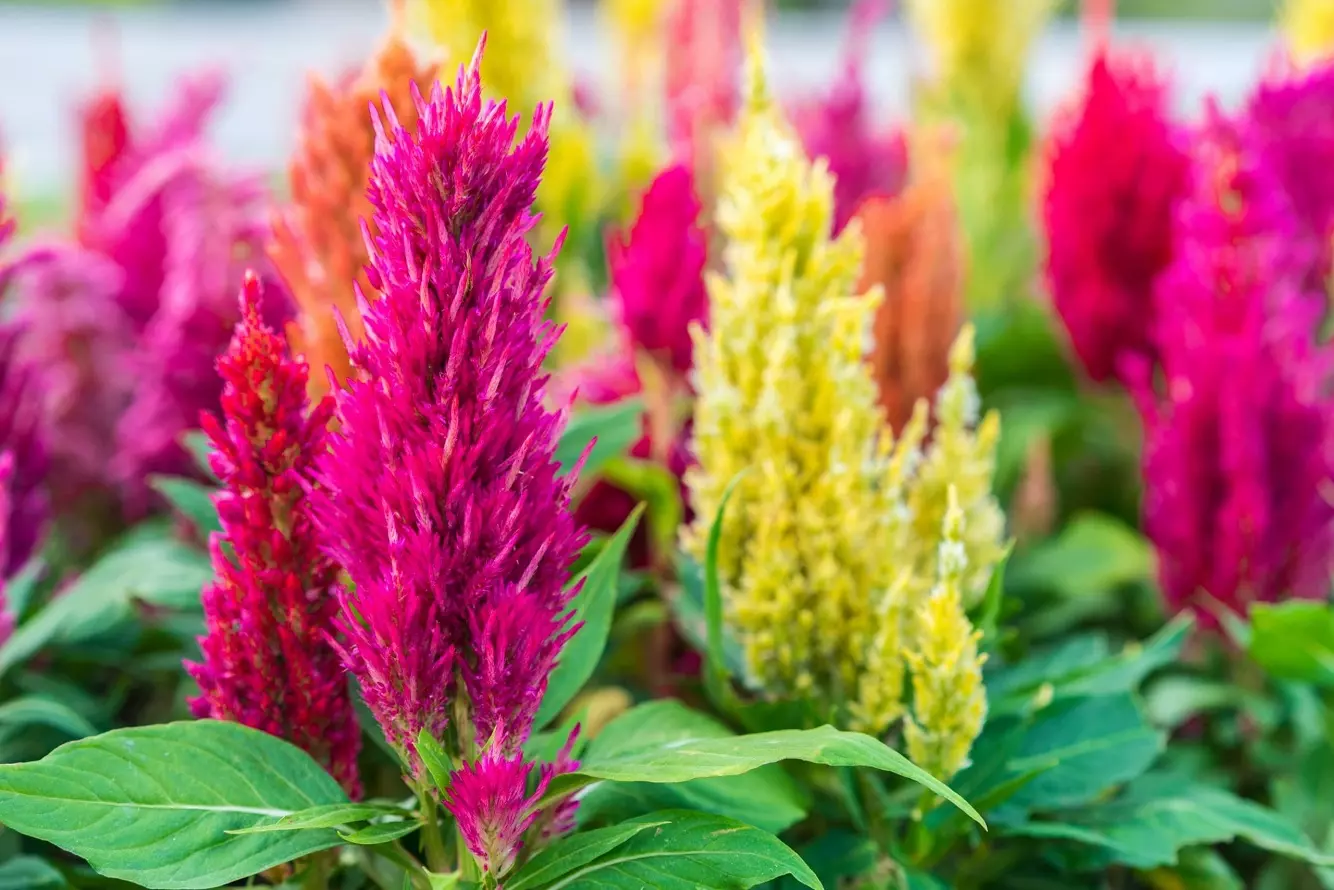 Planting Celosia - Learn How to Care for Cockscomb Flowers