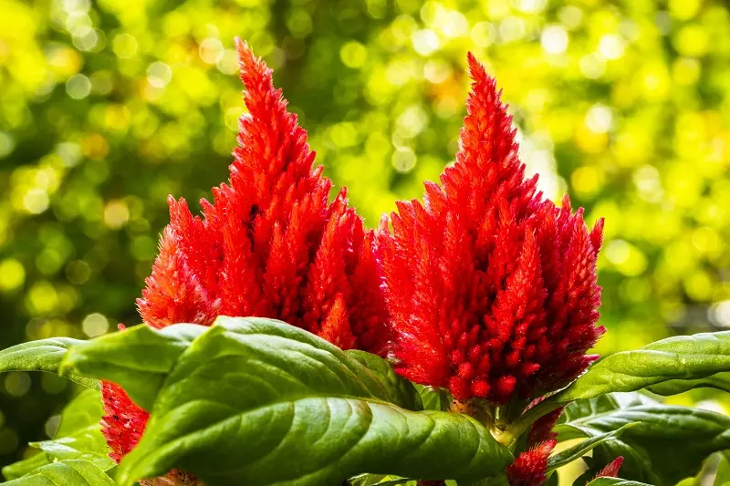 Celosia flower – what are its advantages?
