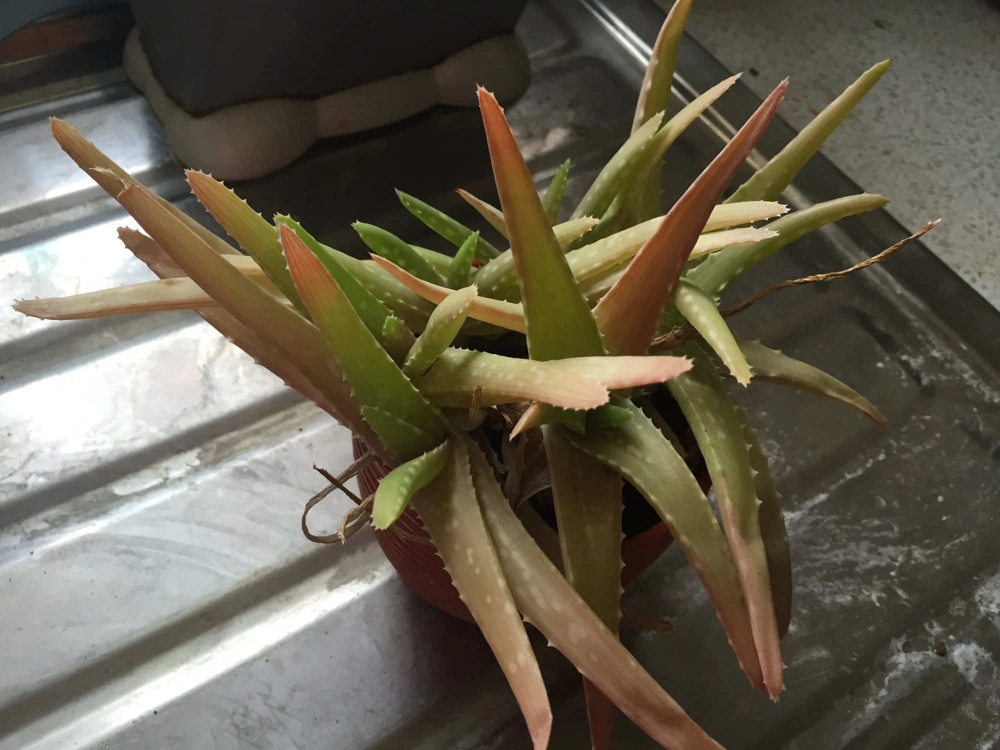Sind Aloe-Vera-Pflanzen anfällig für irgendwelche Krankheiten?