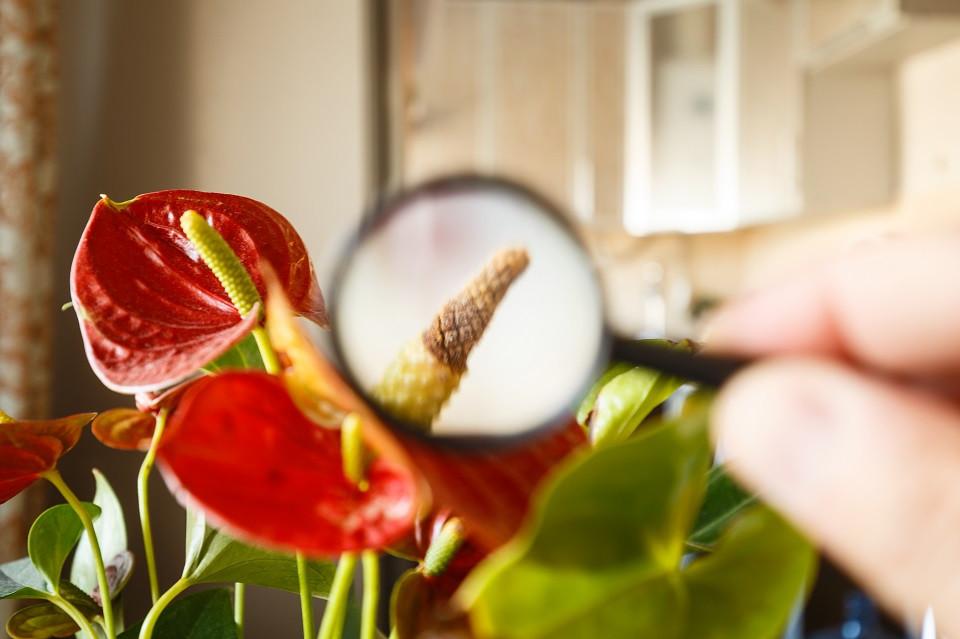 How to treat anthurium attacked by a disease?