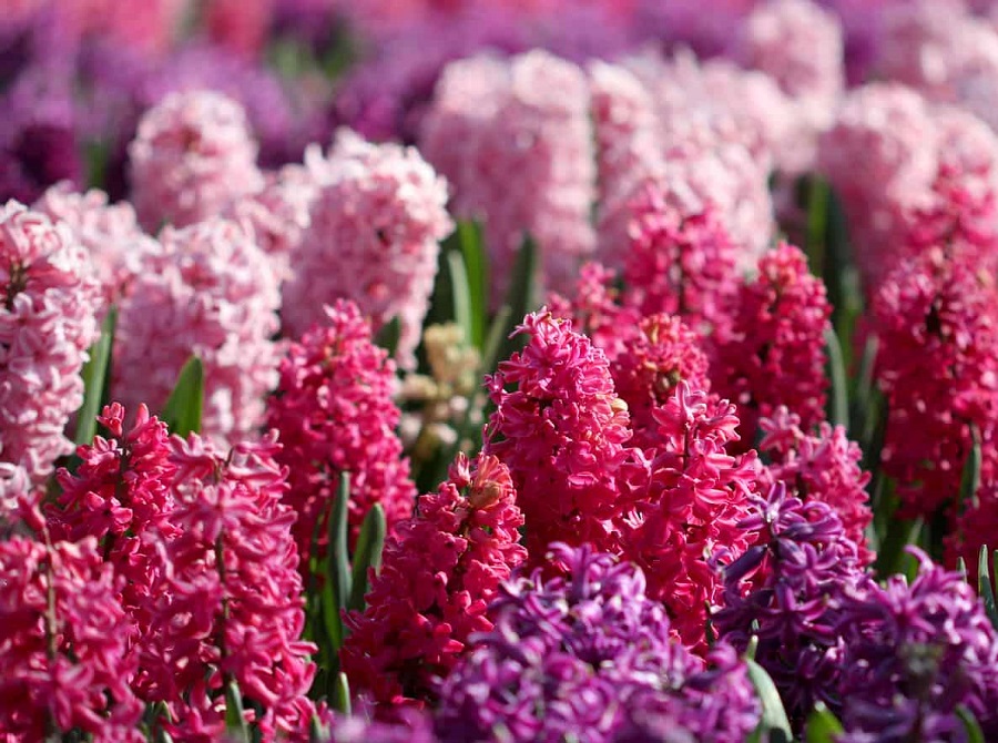 The most common diseases and pests of hyacinths