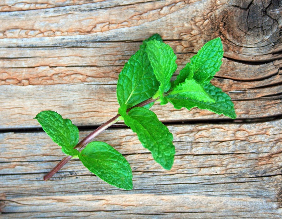 Mint plant - the most common diseases