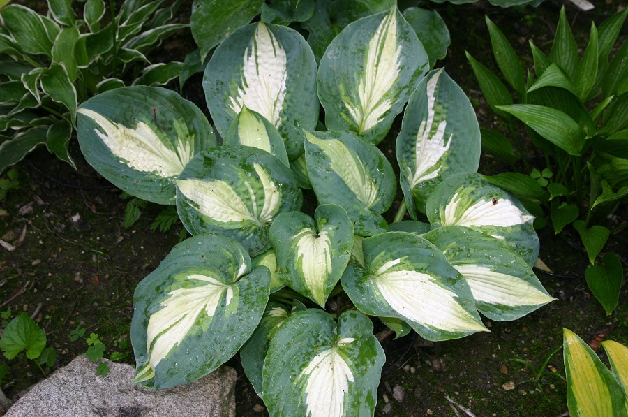 Hosta - diseases and pests
