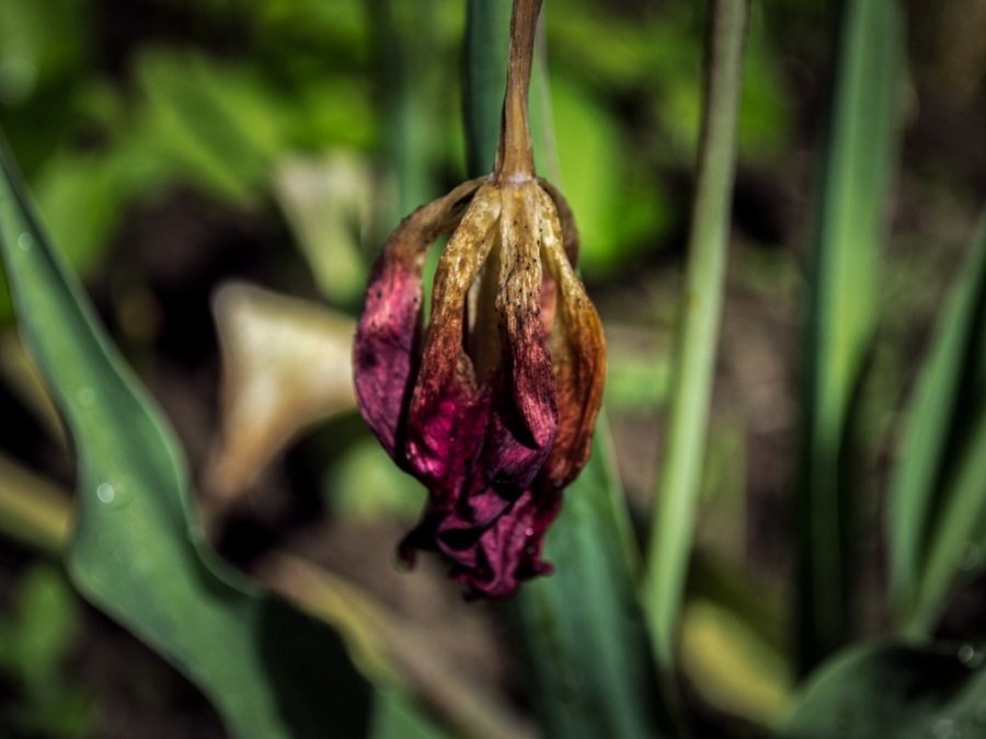 What are the most common tulip diseases?