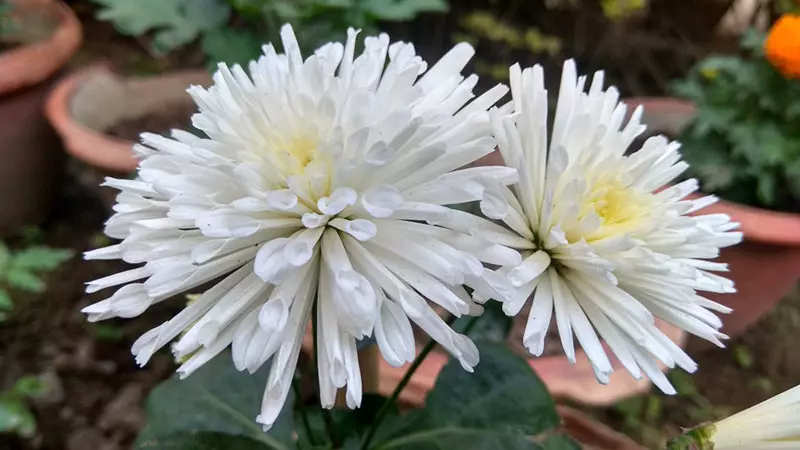 Chryzantema (Chrysanthemum)