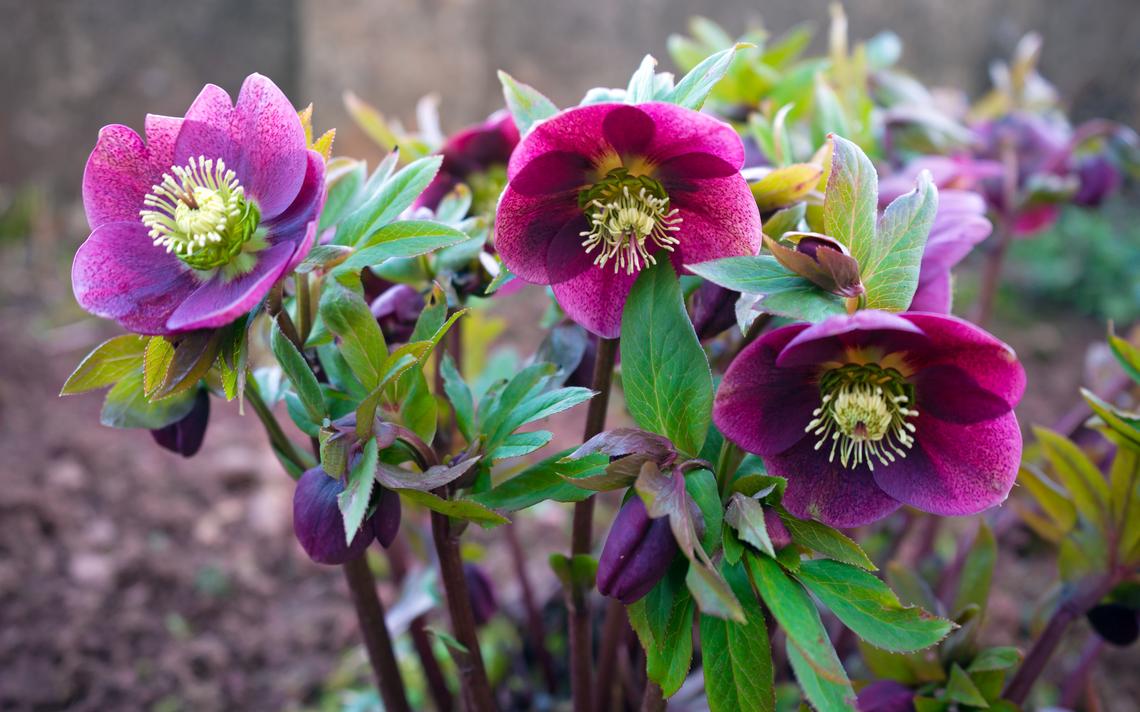 Hellebores - durable flowering plants for shade