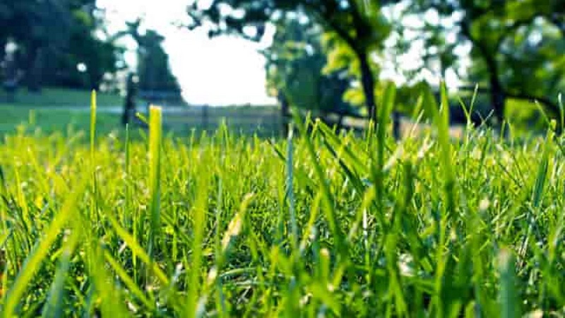 Как определить, нужна ли вашему газону известь?