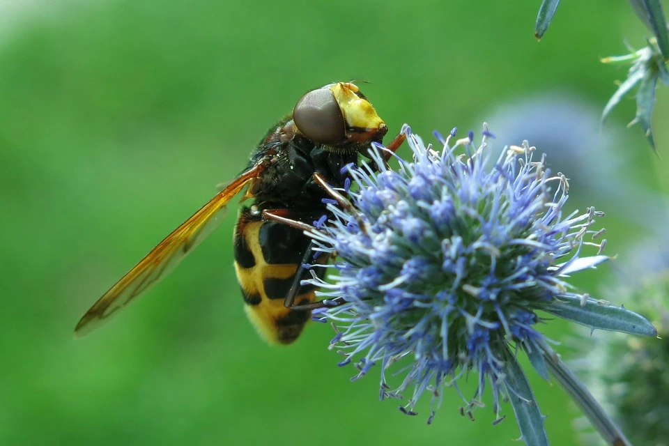 How to keep hornets out of your garden?