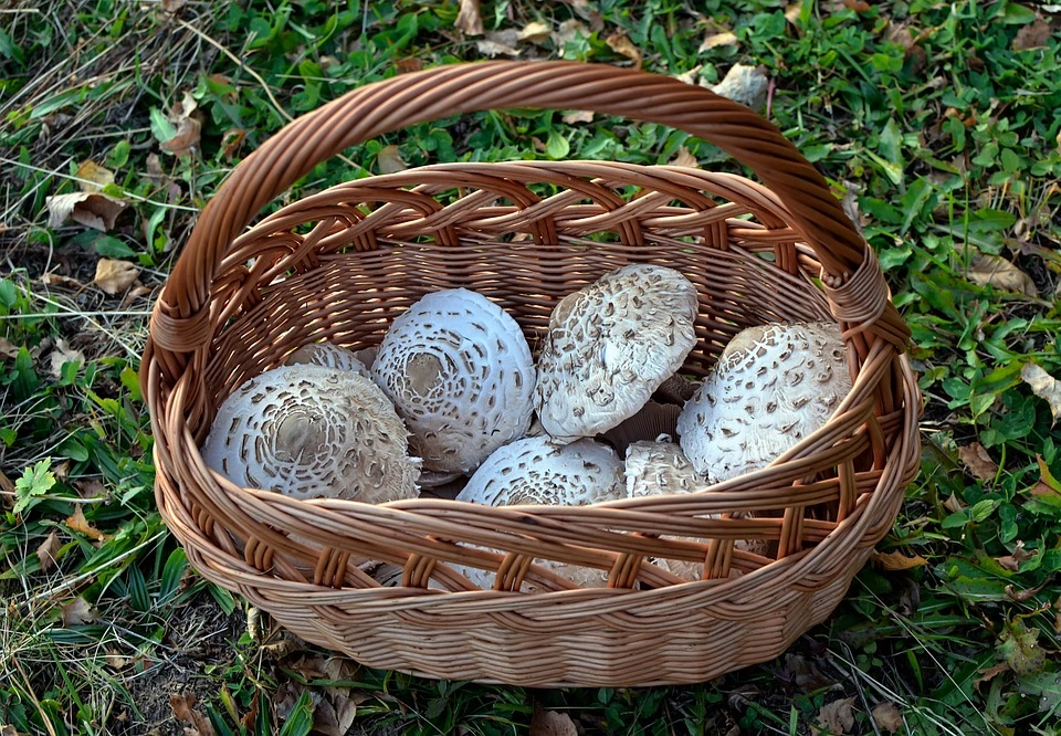 Сбор грибов – как подготовиться к грибной охоте?