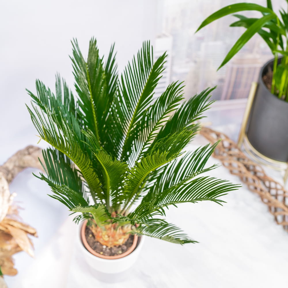 What is a sago palm?
