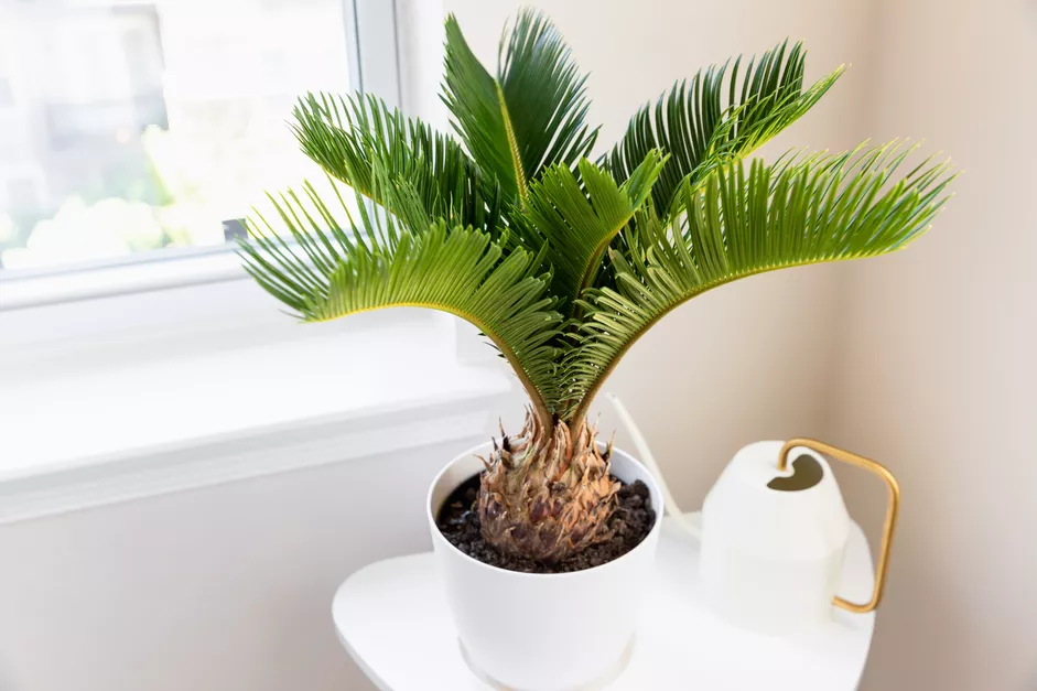 Le palmier sagou - quels sont les types les plus populaires de cette plante ?