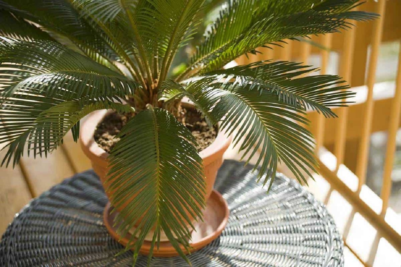 Palma Sagú Exótica - Cuidados, Toxicidad y Problemas más Comunes