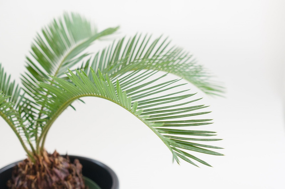 How to trim a sago palm?