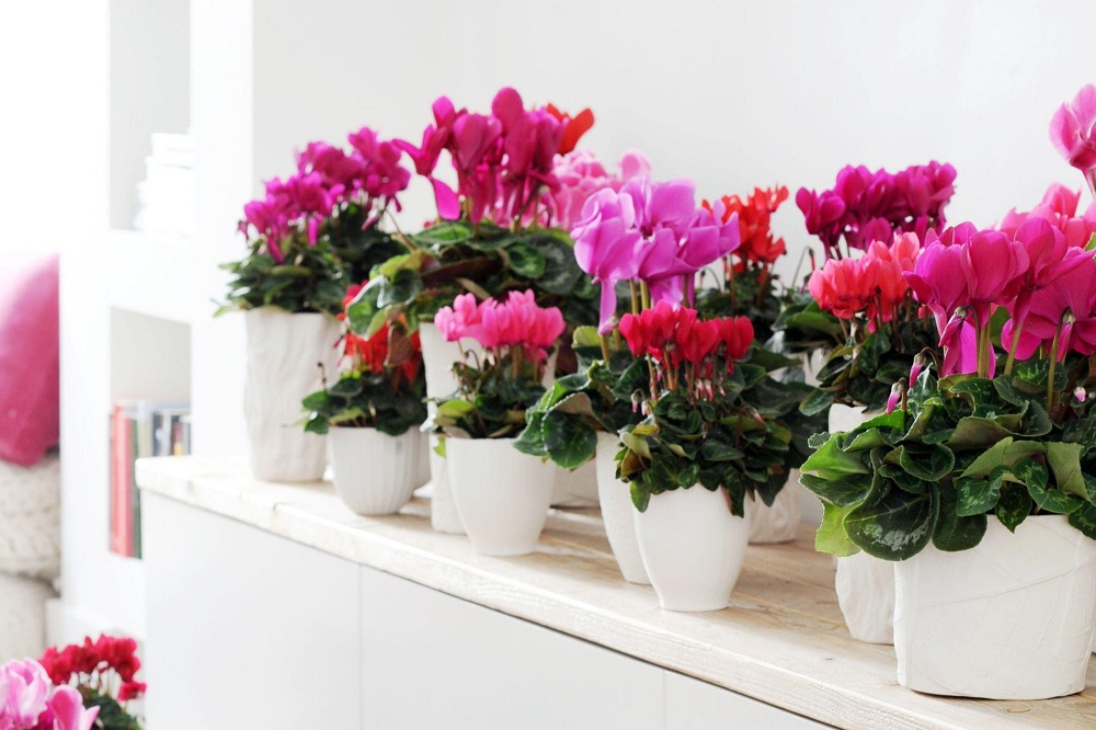 Cyclamens - beautiful but difficult kitchen plants