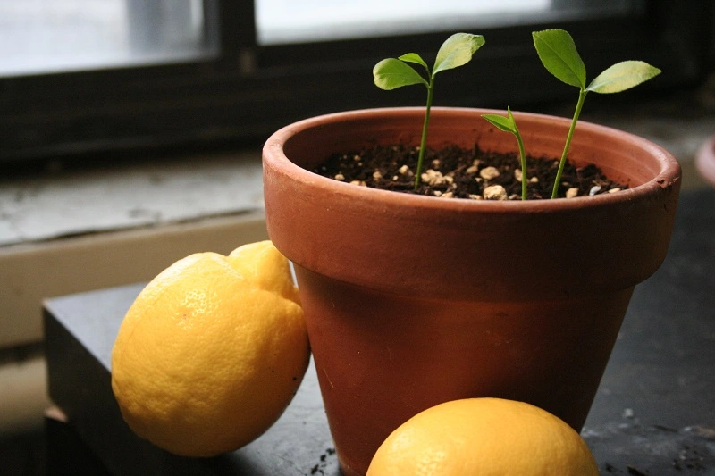 Einen Zitronenbaum aus einem Samen ziehen - mit dem Pflanzen beginnen