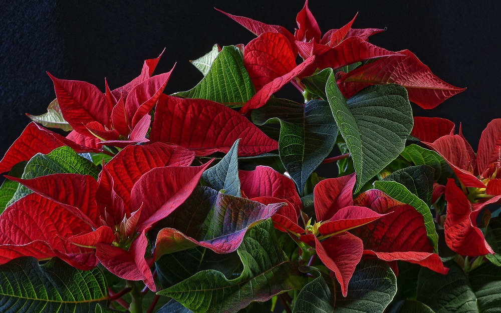 Poinsettia roja - la planta de Navidad