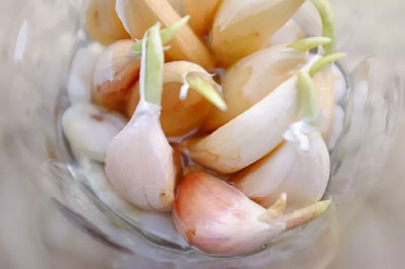 How to get rid of fungus gnats? Use garlic powder