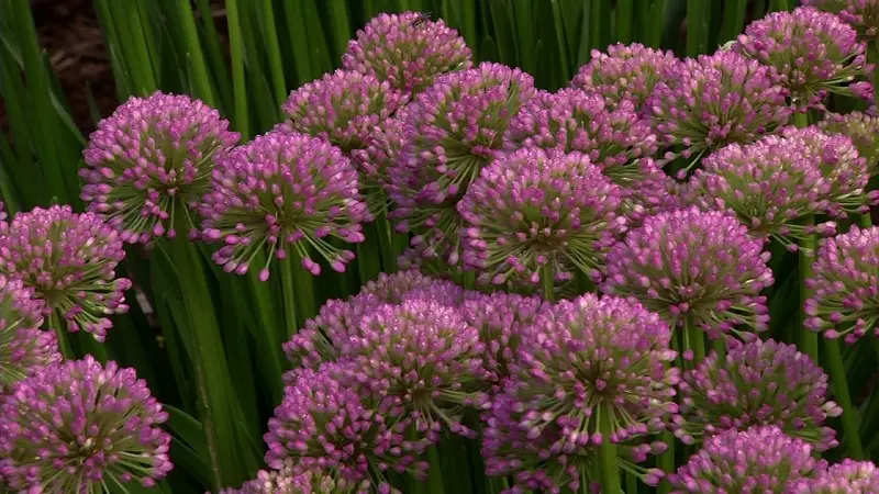 Was ist der beste Boden für Allium-Blumen?
