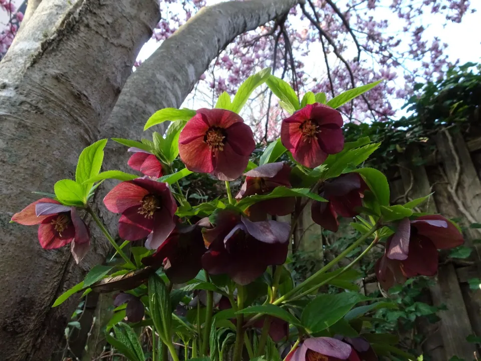 Is hellebore prone to pests?