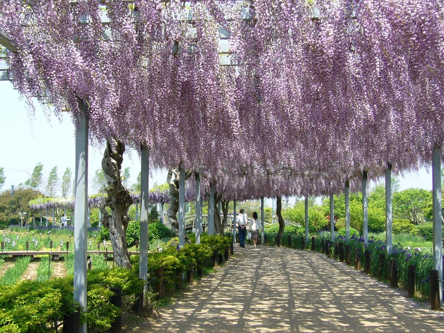 Is wisteria frost-resistant?