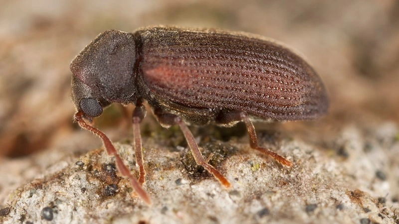 Do furniture beetles bite?