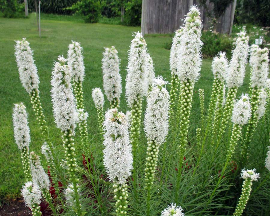 Are blazing stars prone to any pests?