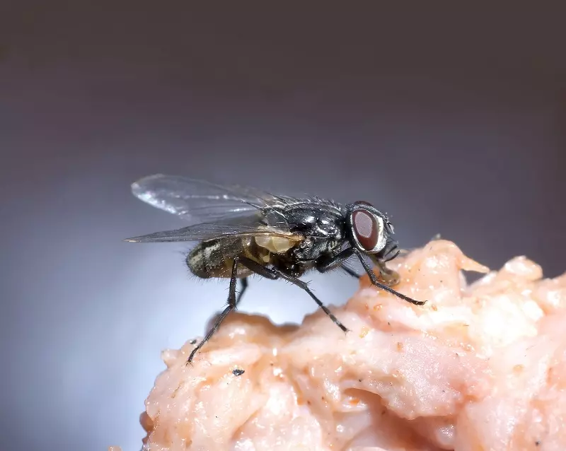 Are houseflies dangerous?