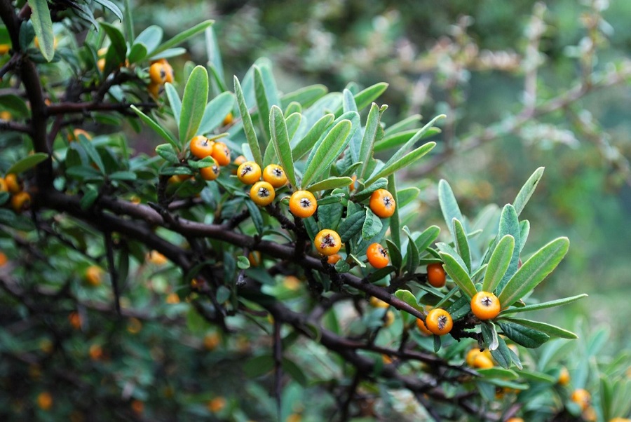 Is pyracantha poisonous?