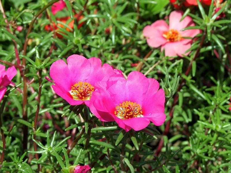 How much does portulaca grandiflora cost?