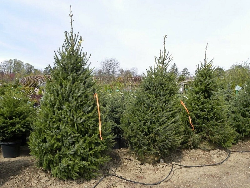 Do you need to water or fertilize Serbian spruce?