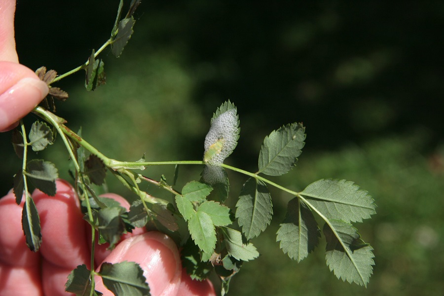 Is it difficult to remove botrytis blight?