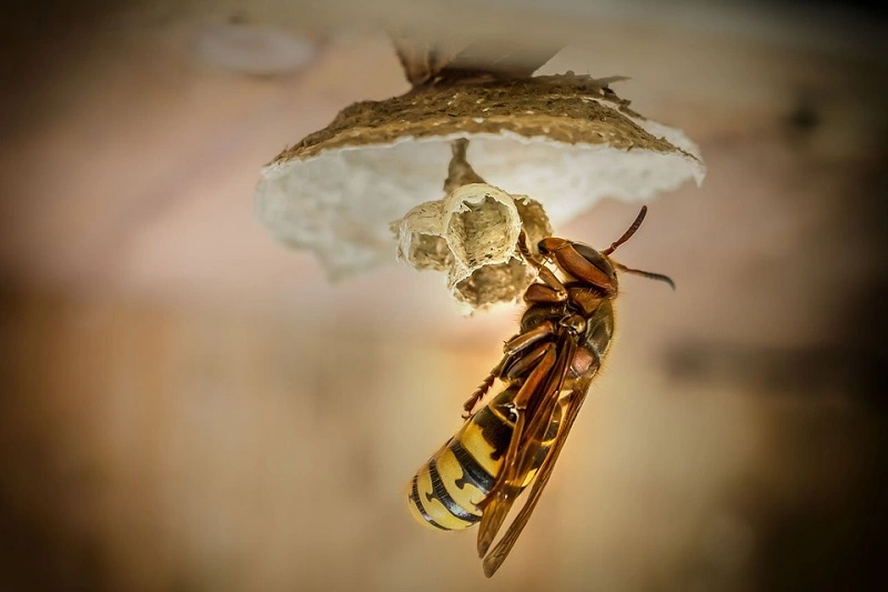 Is a hornet's nest a big threat to humans?